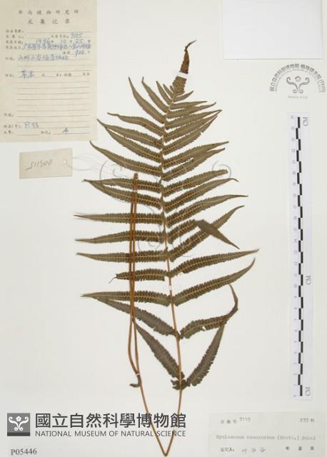 毛蕨藏品圖，第1張