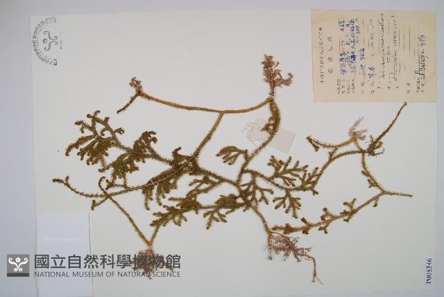 燈龍草藏品圖，第1張