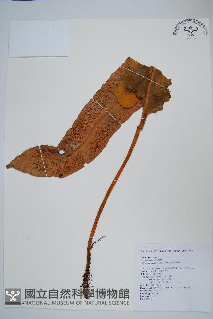 盧山石葦藏品圖，第1張