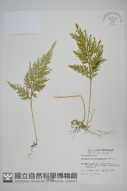 異葉卷柏藏品圖，第1張