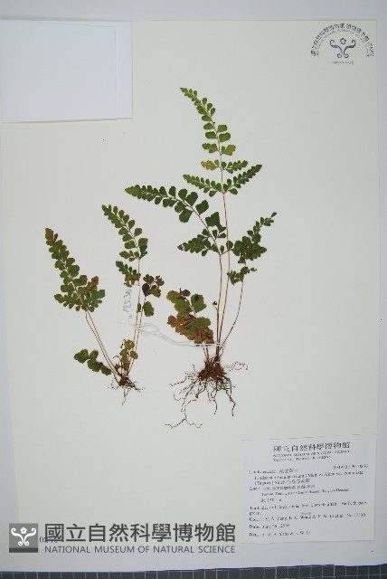 海島陵齒蕨藏品圖，第1張