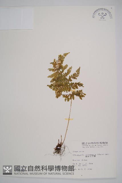 粗柄毛冷蕨藏品圖，第1張