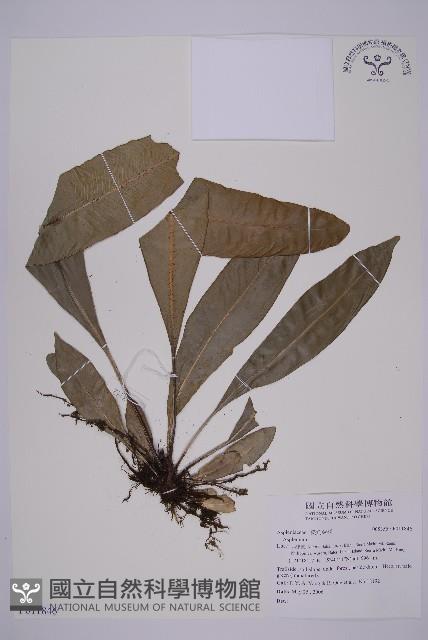 登錄號:P011846藏品圖，第1張