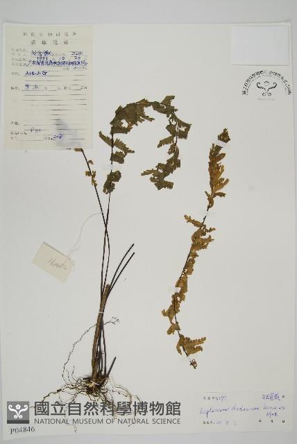 薄葉孔雀鐵角蕨、邊孢鐵角蕨藏品圖，第1張