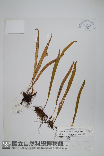 瓦葦藏品圖，第1張