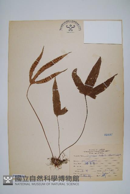 三葉茀蕨藏品圖，第1張