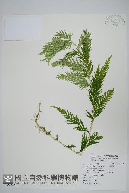 全緣卷柏藏品圖，第1張