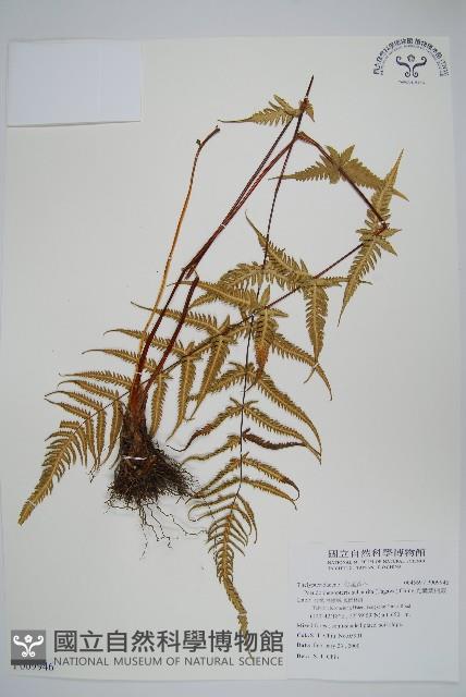 光囊紫柄蕨藏品圖，第1張