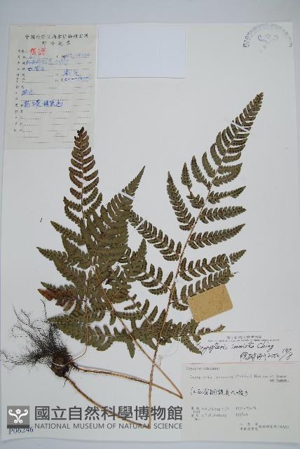 假異鱗毛蕨藏品圖，第1張