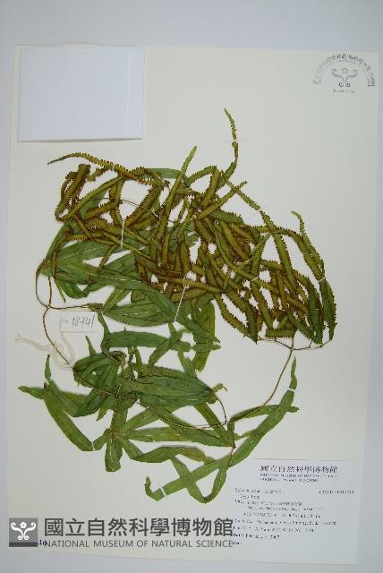 登錄號:P012246藏品圖，第1張