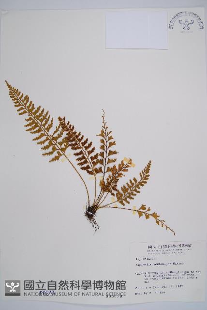 吉永鐵角蕨、斜葉鐵角蕨藏品圖，第1張
