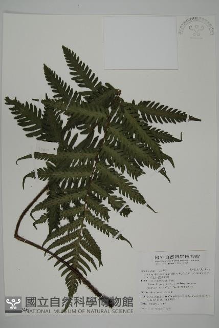 高士佛擬肋毛蕨藏品圖，第1張