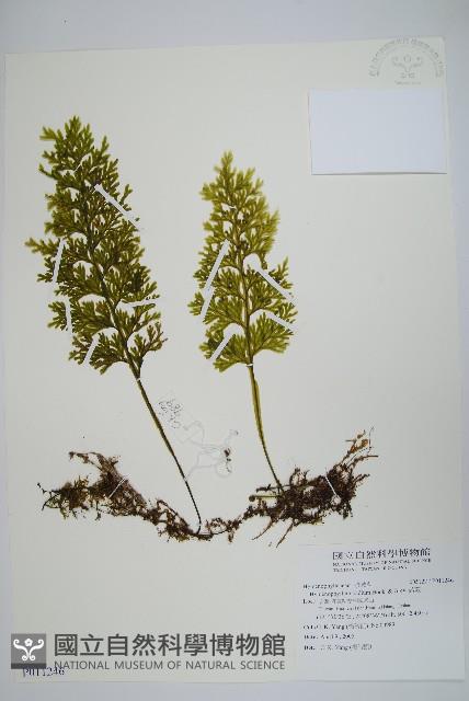 蕗蕨藏品圖，第1張