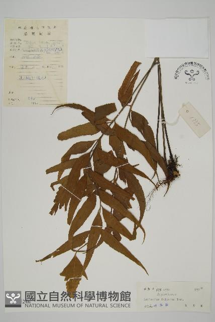 鐮葉鐵角蕨藏品圖，第1張