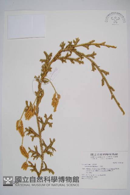 石松藏品圖，第1張