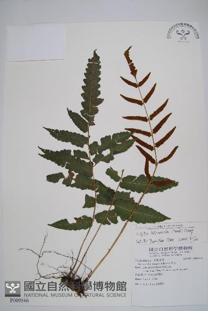 海南實蕨藏品圖，第1張