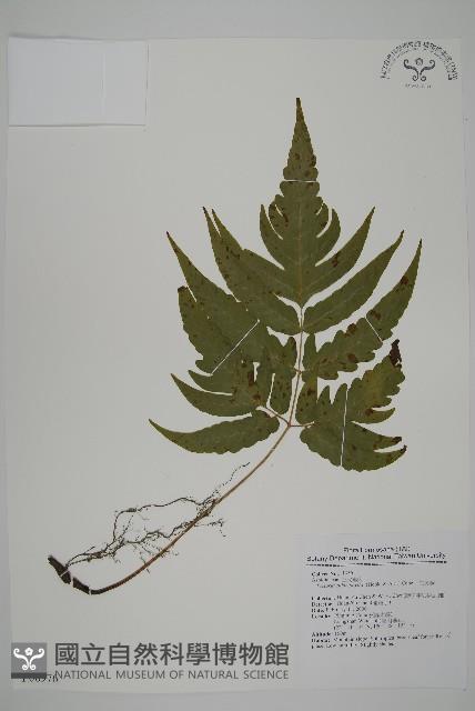 三叉蕨藏品圖，第1張