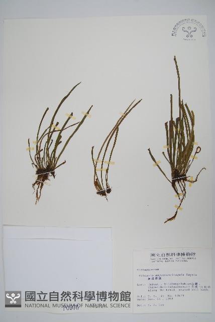 姬書帶蕨藏品圖，第1張