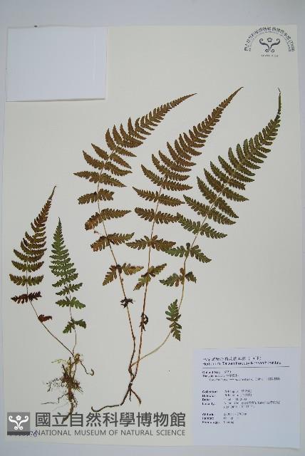 耳羽紫柄蕨藏品圖，第1張