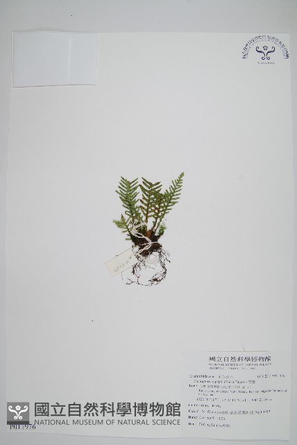 蒿蕨藏品圖，第1張