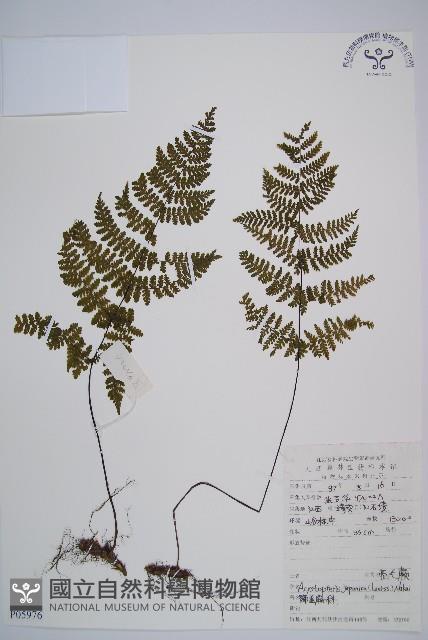 亮毛蕨藏品圖，第1張