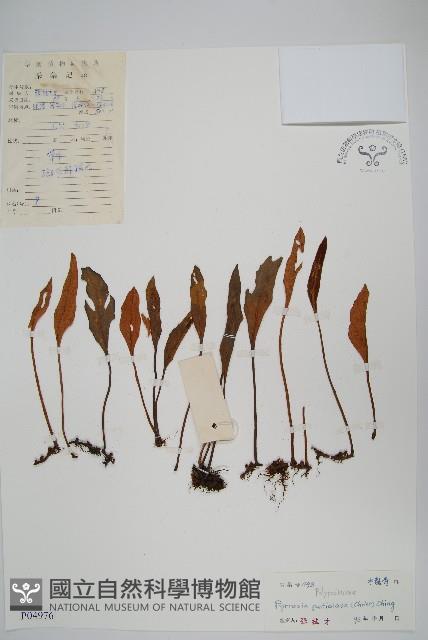 有柄石韋藏品圖，第1張