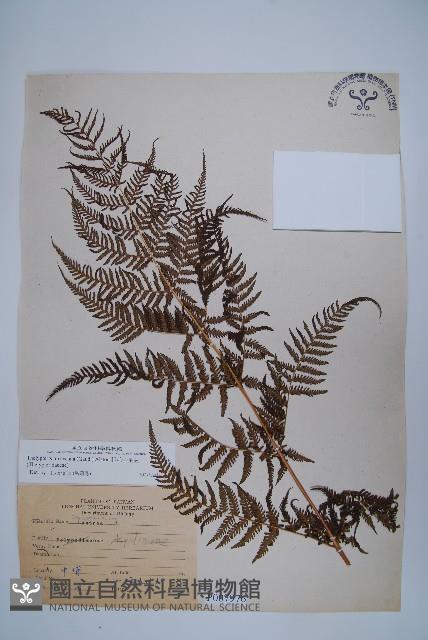 粗毛金星蕨藏品圖，第1張