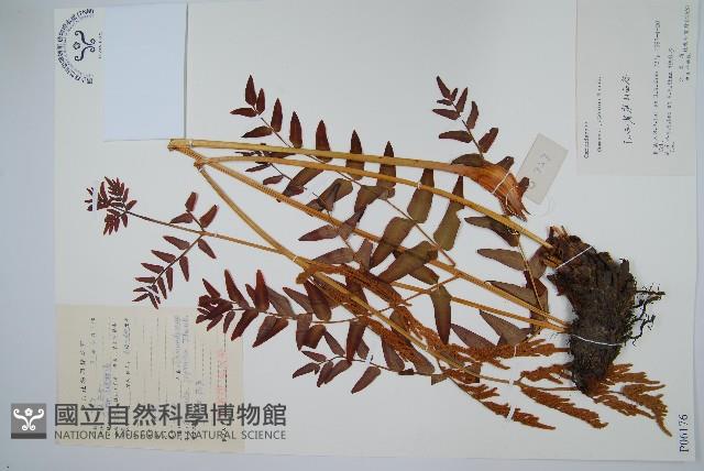 紫萁藏品圖，第1張