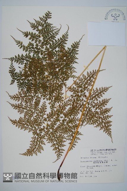 彎柄假複葉耳蕨藏品圖，第1張