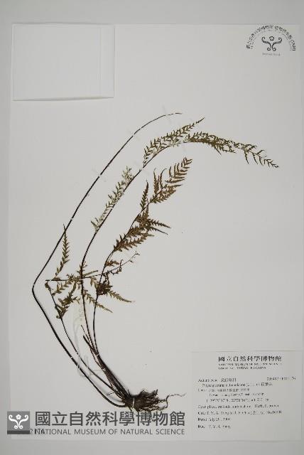 粉葉蕨藏品圖，第1張