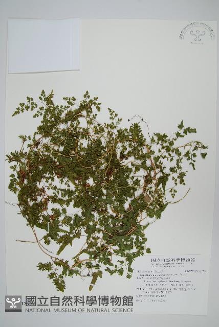 海金沙藏品圖，第1張