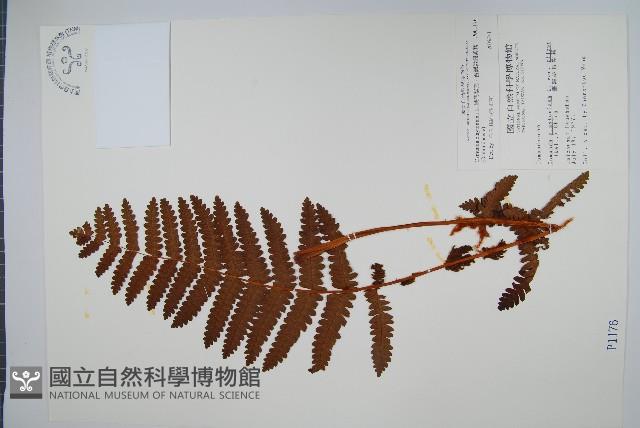 絨假紫萁、台灣絨假紫萁藏品圖，第1張