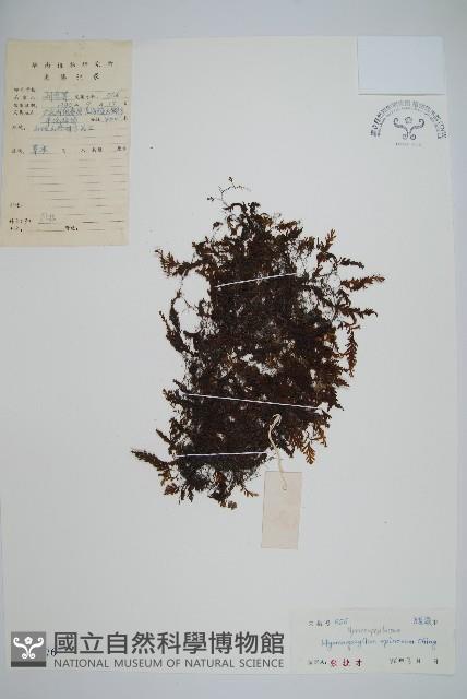 刺邊膜蕨藏品圖，第1張