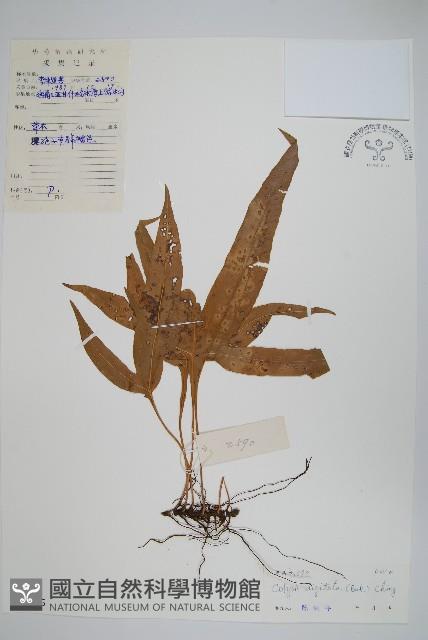 掌葉線蕨藏品圖，第1張