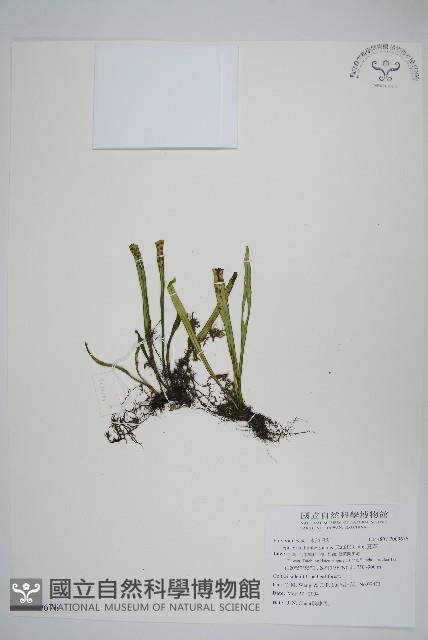 瓦葦藏品圖，第1張