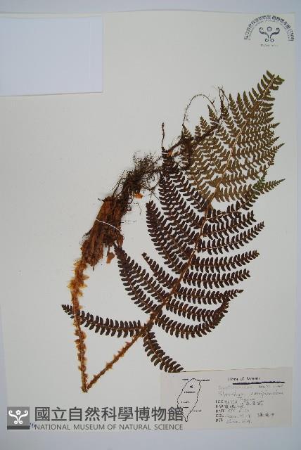 尖葉耳蕨藏品圖，第1張