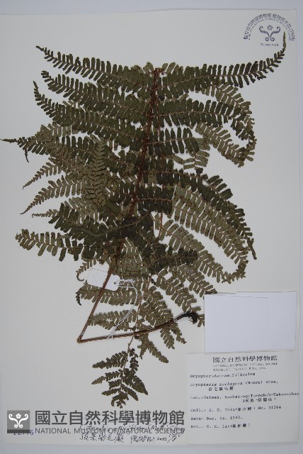 頂囊肋毛蕨藏品圖，第1張
