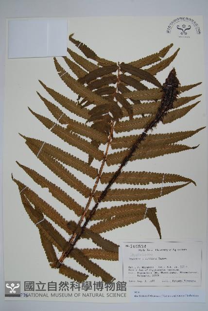 登錄號:P012776藏品圖，第1張