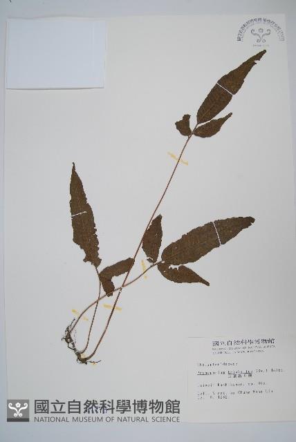 新月蕨藏品圖，第1張