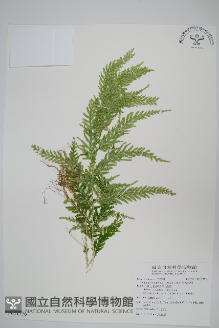 全緣卷柏藏品圖，第1張