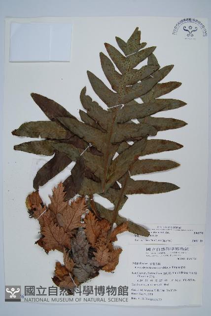 槲蕨藏品圖，第1張