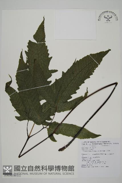 三叉蕨藏品圖，第1張