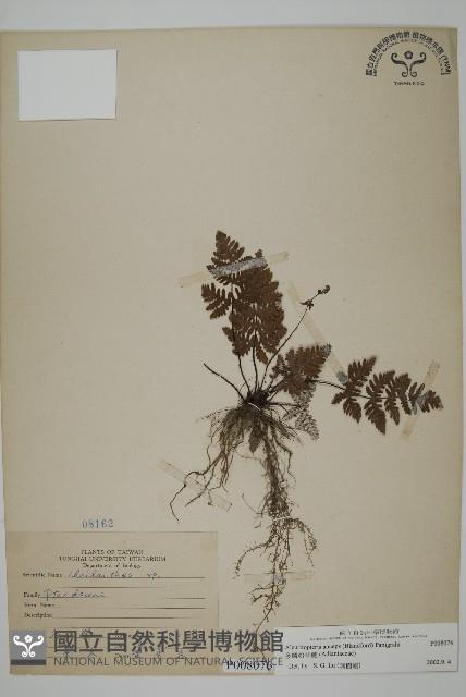 多鱗粉背蕨藏品圖，第1張