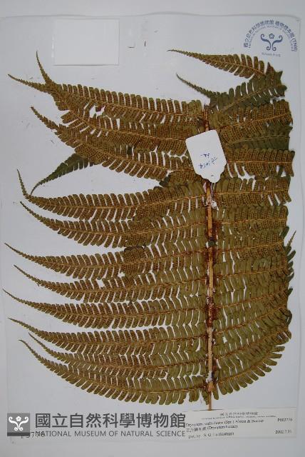 瓦氏鱗毛蕨藏品圖，第1張