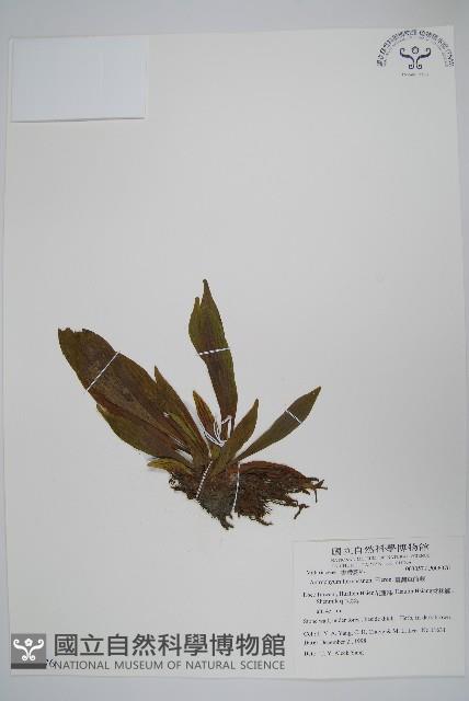 臺灣車前蕨藏品圖，第1張