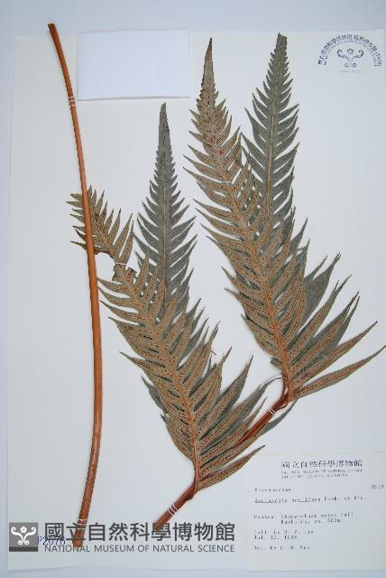 東方狗脊蕨藏品圖，第1張