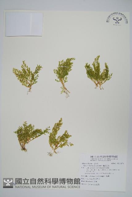 膜葉卷柏藏品圖，第1張