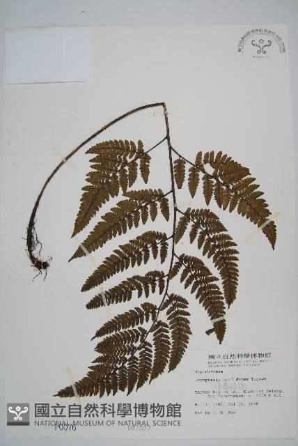 落鱗鱗毛蕨藏品圖，第1張