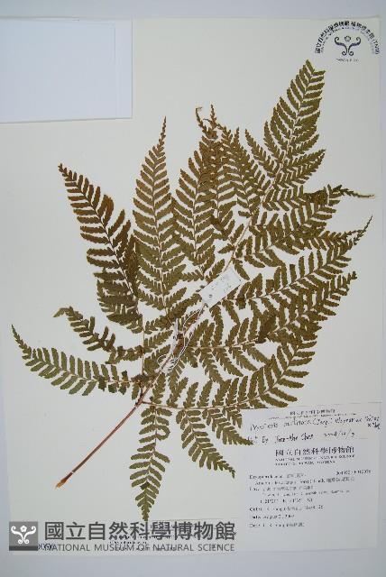 臺灣鱗毛蕨藏品圖，第1張