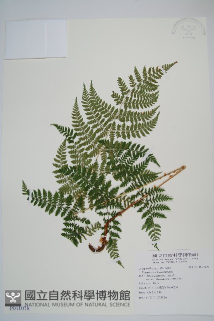 登錄號:P011076藏品圖，第1張